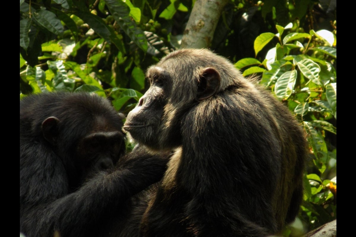 Jackson, a dominant male chimpanzee, is groomed by a subordinate