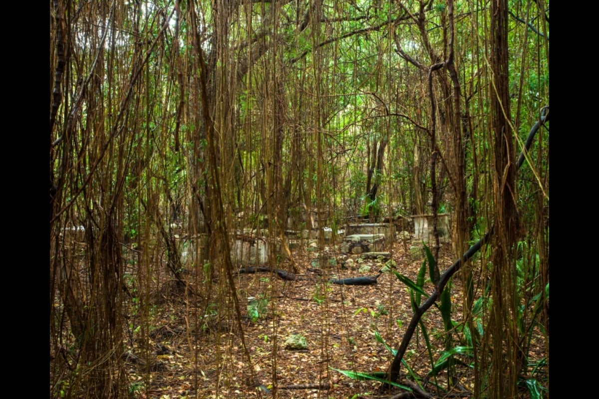 Jewish cemetery in a Caribbean jungle