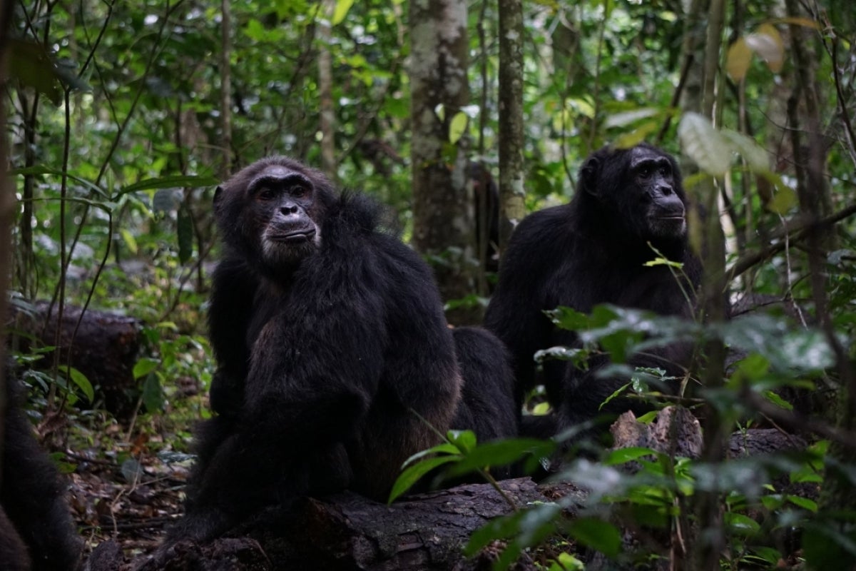 Two young adult male chimpanzees sitting next to each other in a forest setting.