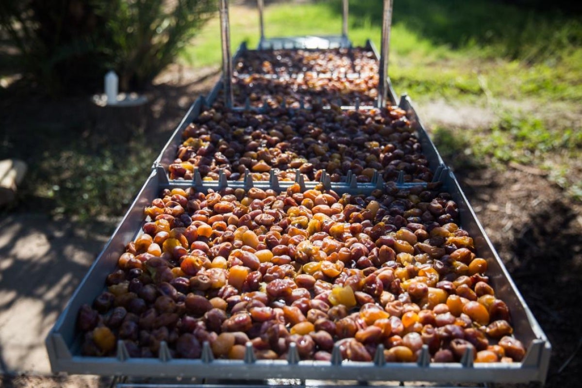 Harvested dates dry in a bin at the Polytechnic campus