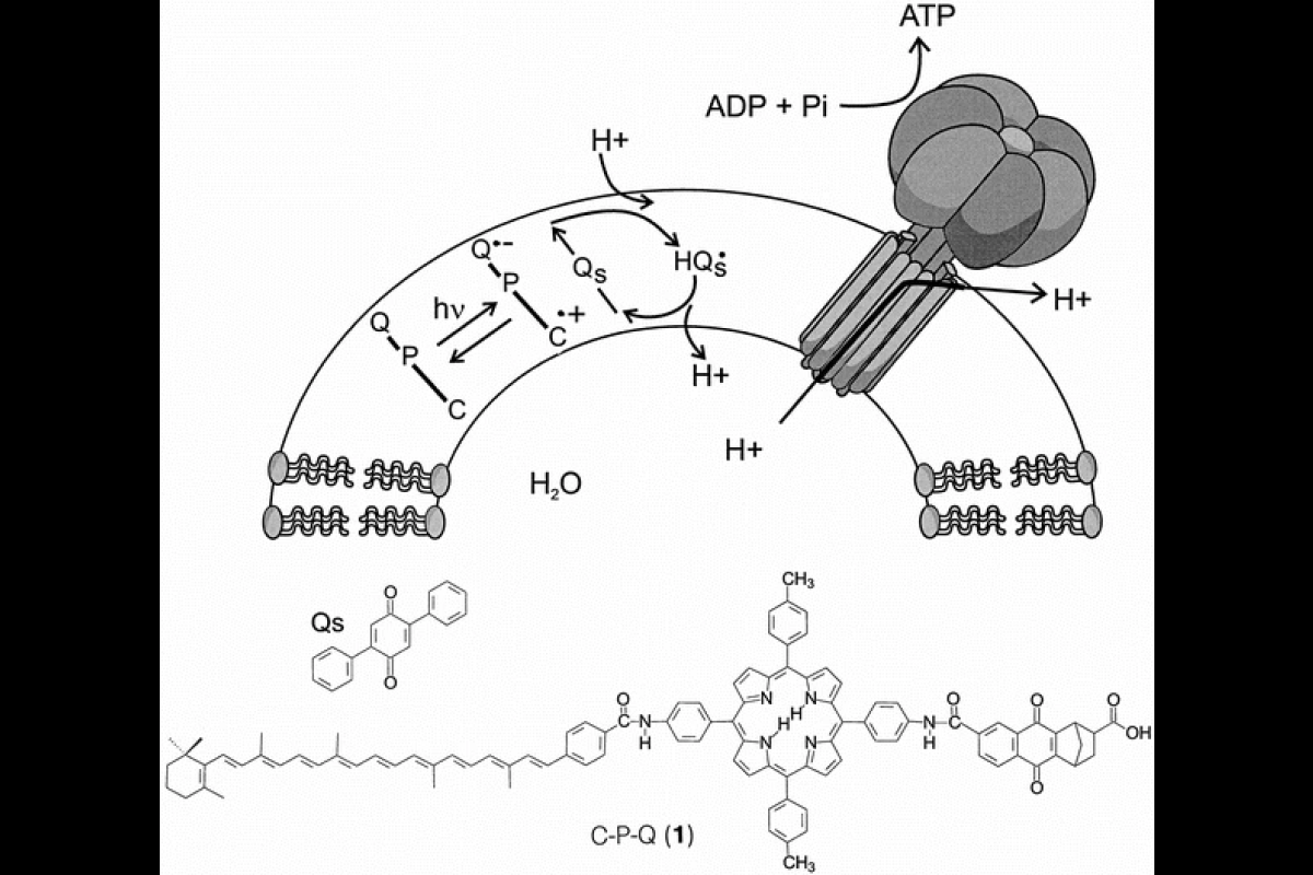 Illustration of a biomimetic, light-powered artificial photosynthetic system capable of using light energy to synthesize ATP, the molecule that powers life.