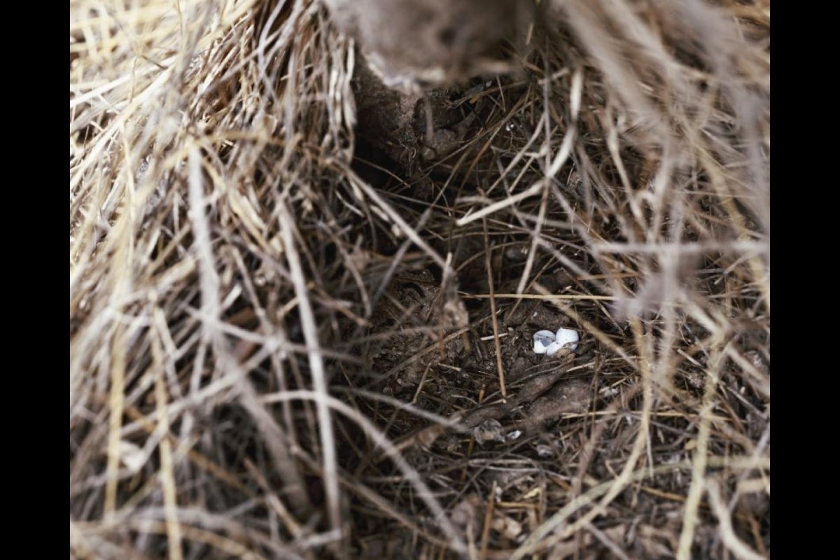 Lizard egg shells.