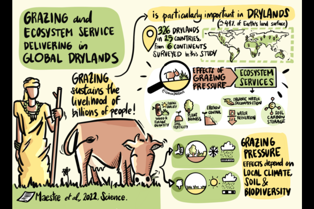 Illustration demonstrating effects of dryland grazing.