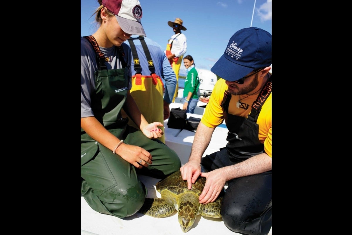 Researchers measure a sea turtle