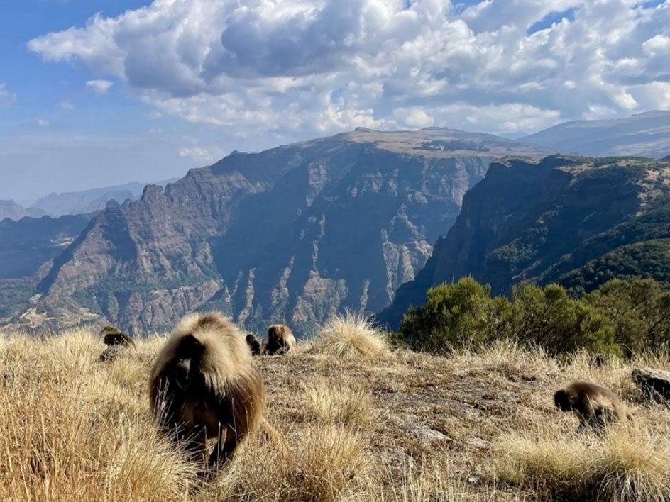 Monkey roaming mountain terrain