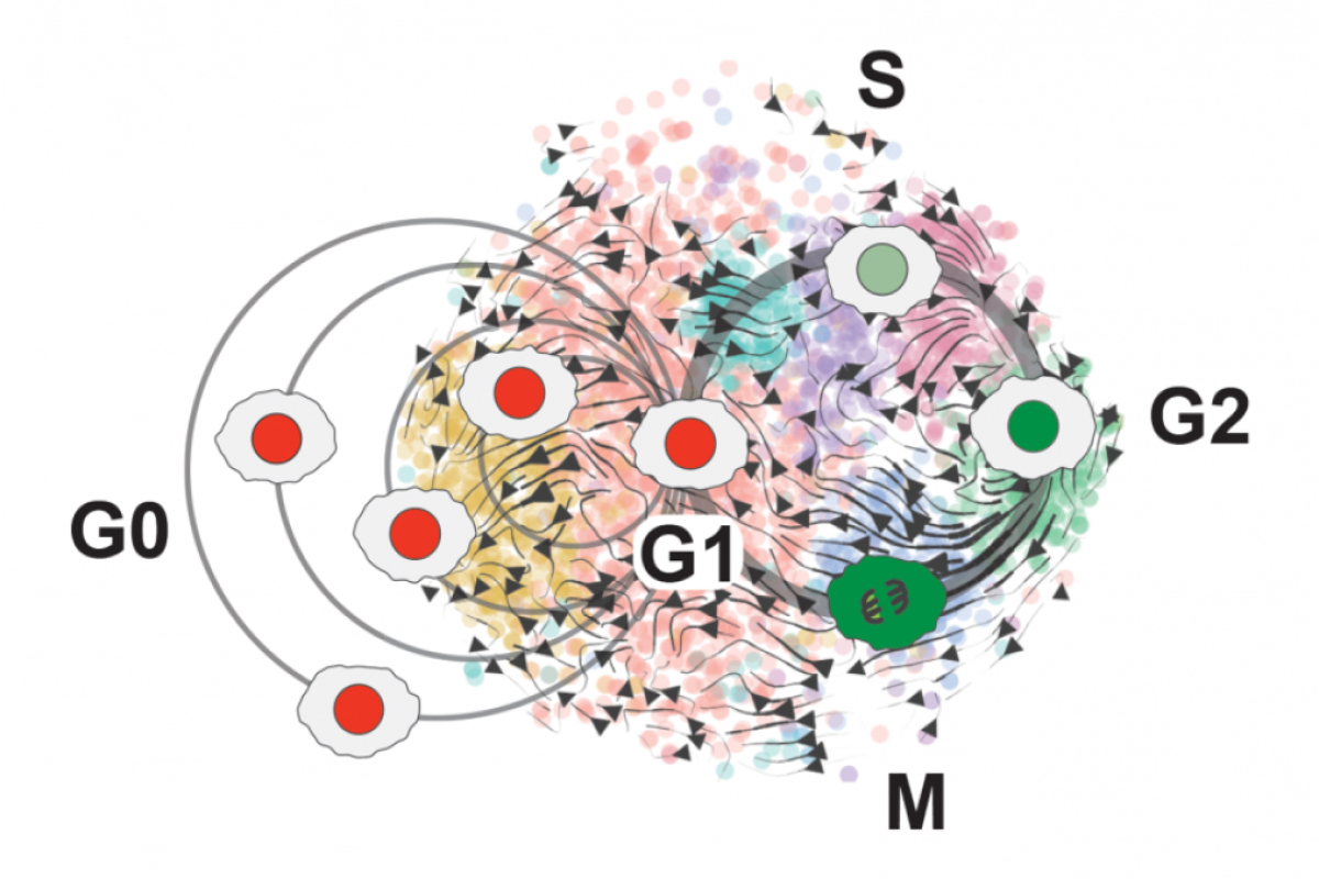 A detailed view of the cell cycle phases.