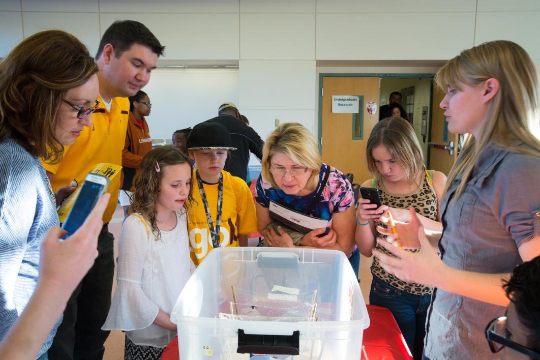 people looking at black widow spiders in a tub