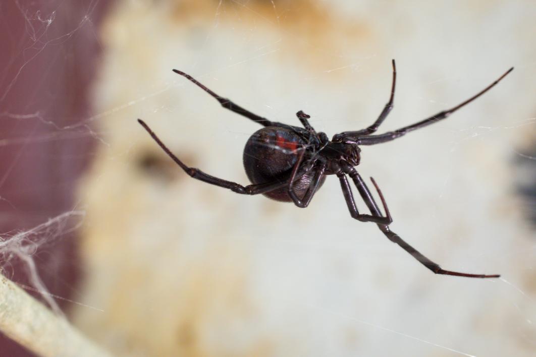 close up of black widow