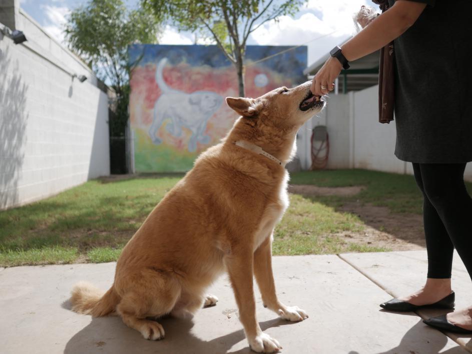 ASU’s Lisa Gunter, Maddie’s® Research Fellow