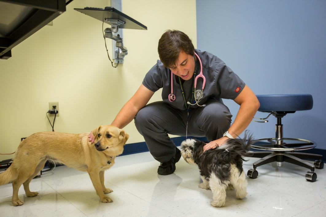 student petting dogs in exam room