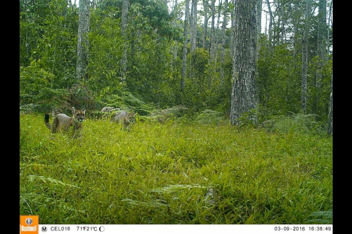 Puma hunting prey