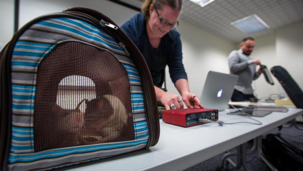 Rats in a bag, hanging with musicians.