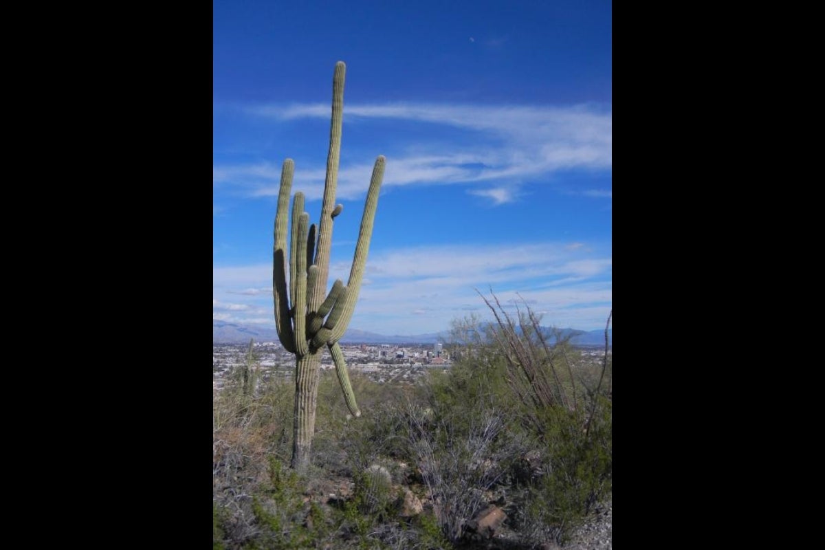 Saguaro specimen sampled for genome.