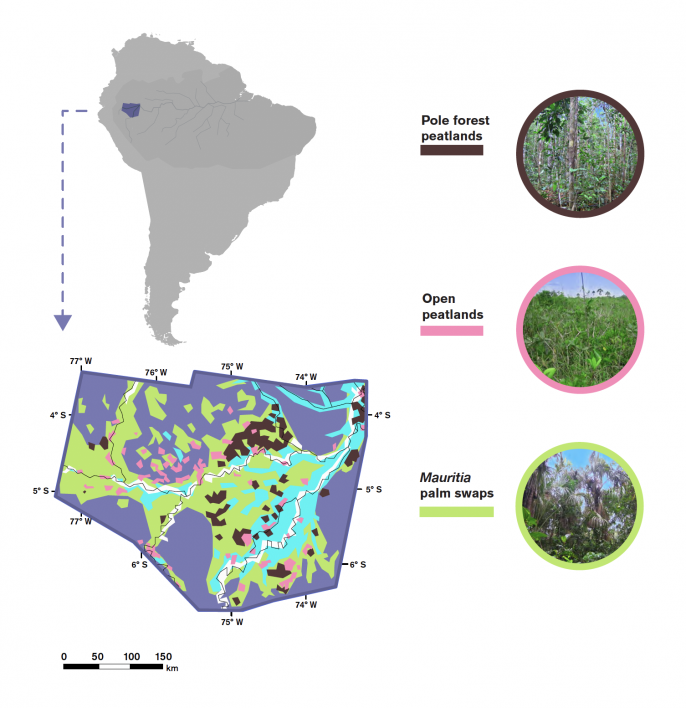 Amazon peatland distribution