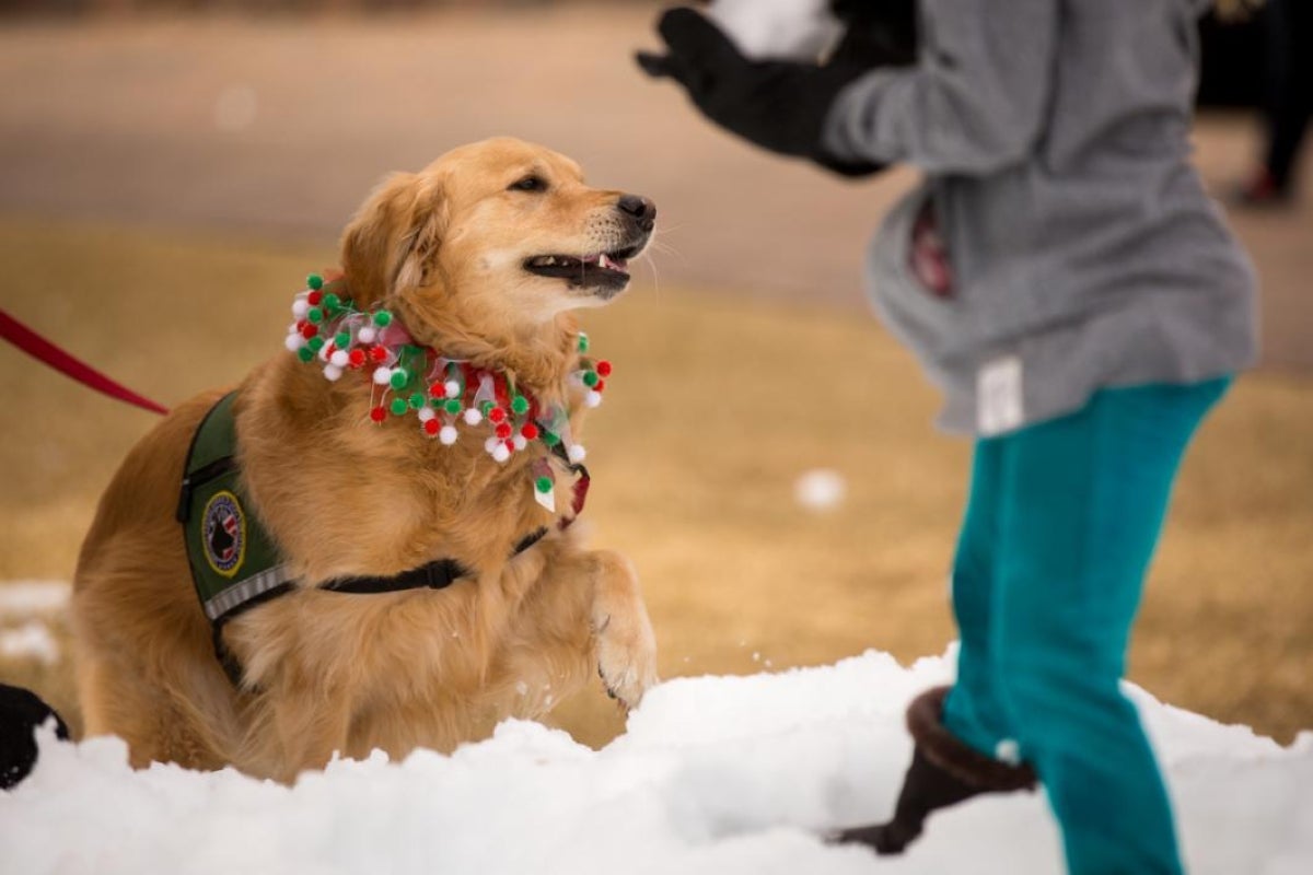 Dogs like playing in snow too.