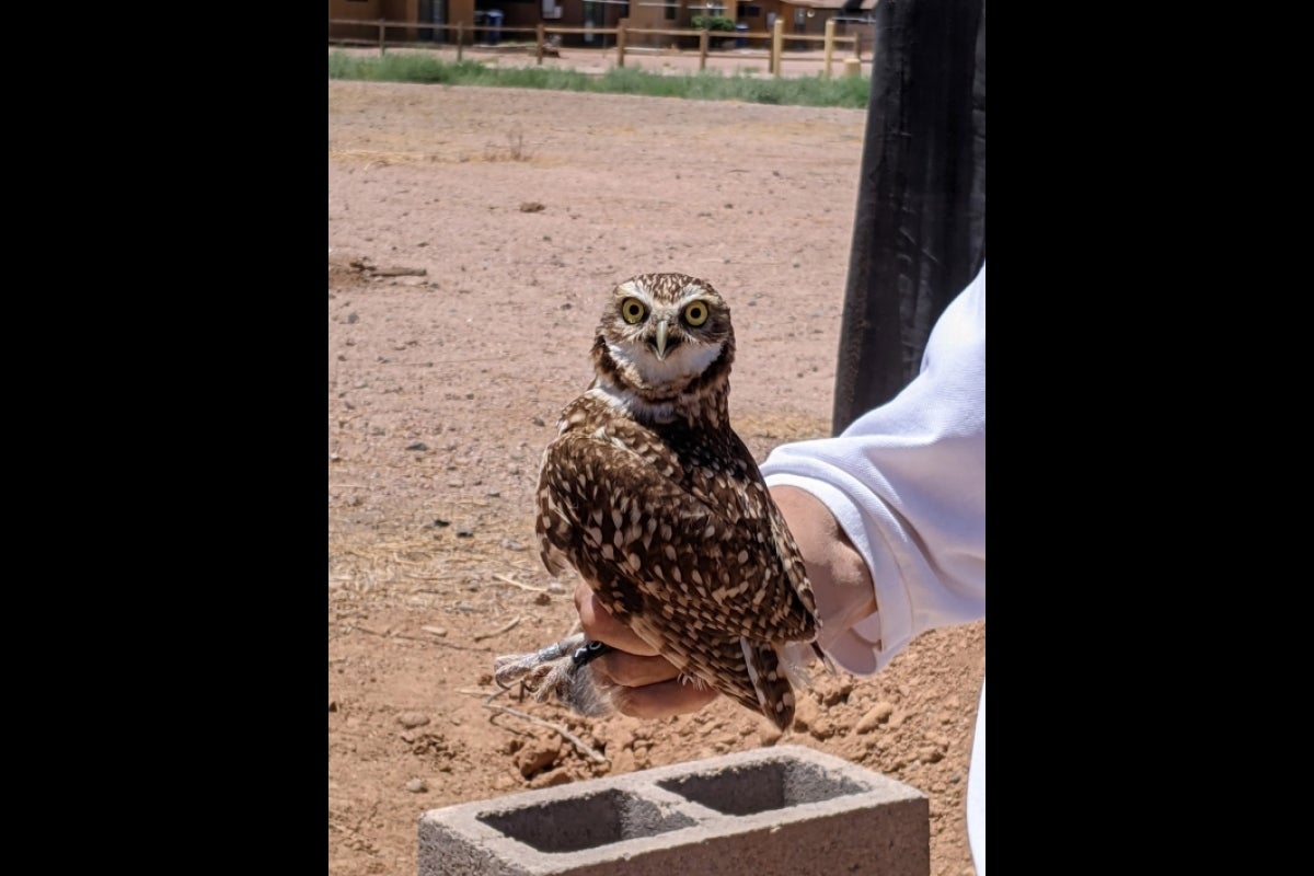 burrowing owl held by Greg Clark stares at the camera