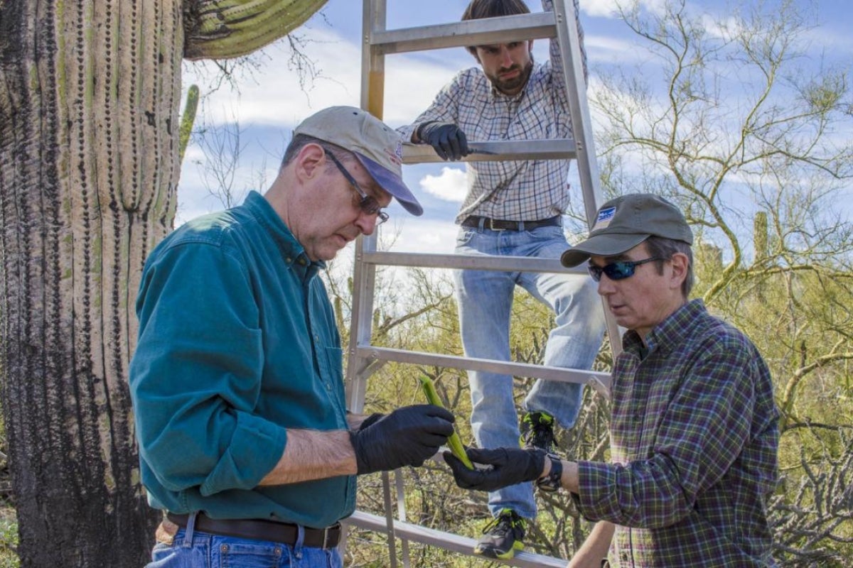 Sampling saguaros on Tumamoc Hill, Tucson.  