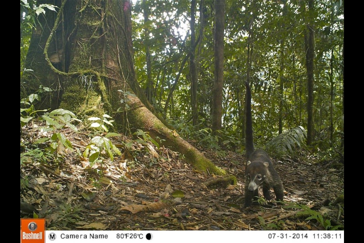 White-nosed coati