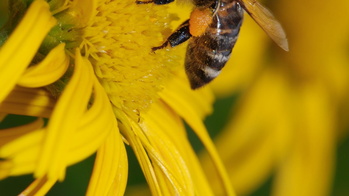 Honey bee collecting pollen