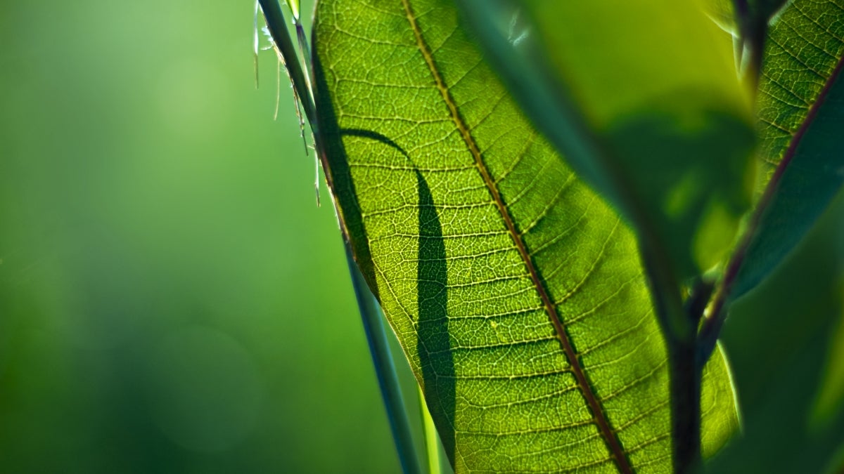 leaf