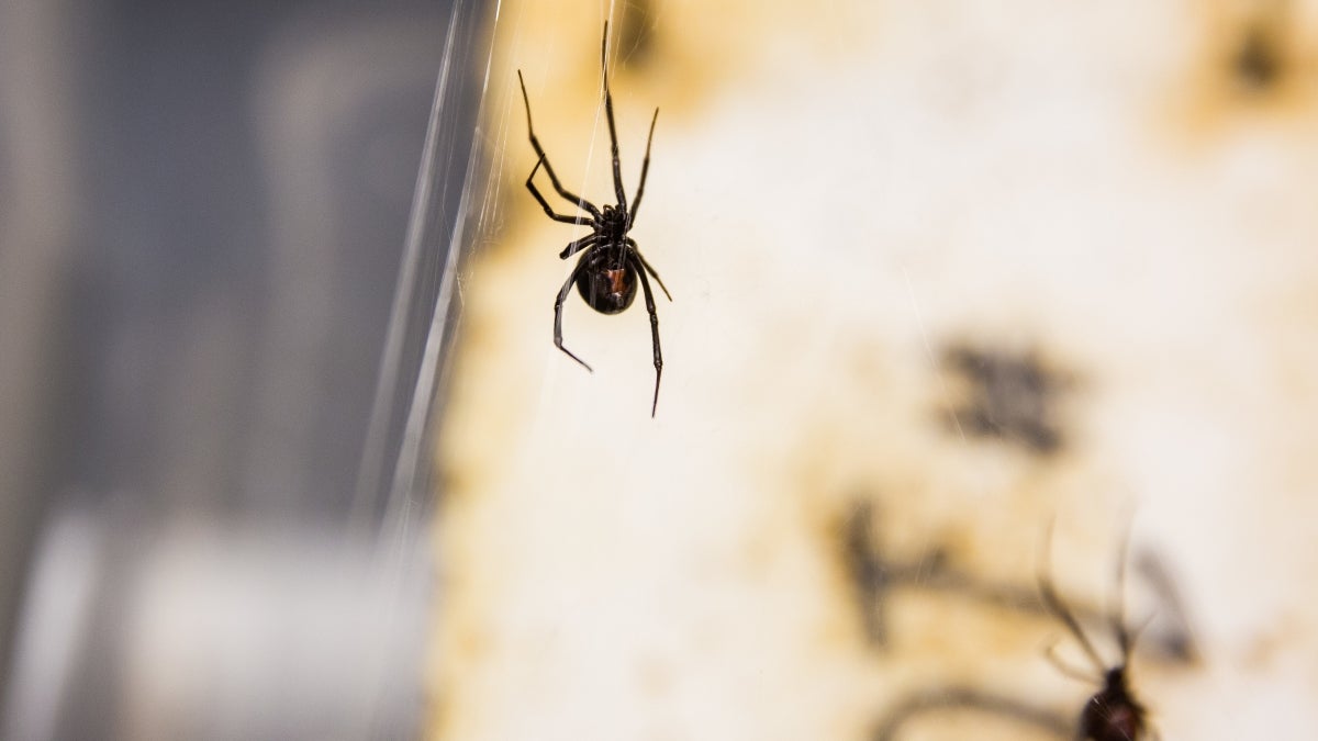 black widows on web