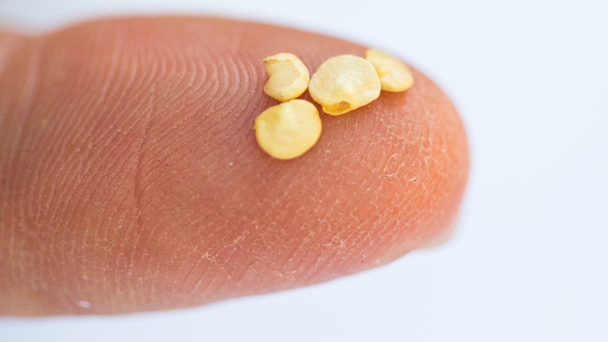 Jalapeno seeds on a fingertip