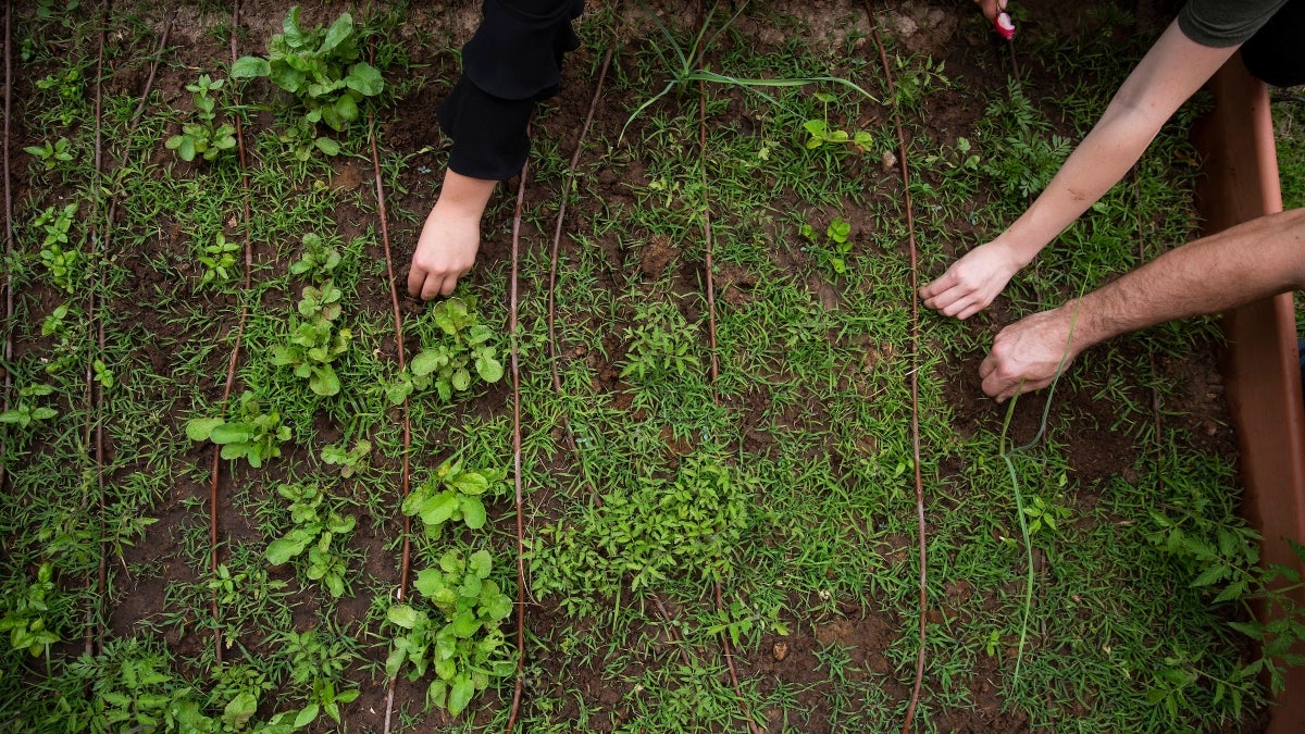 hands working in a garden