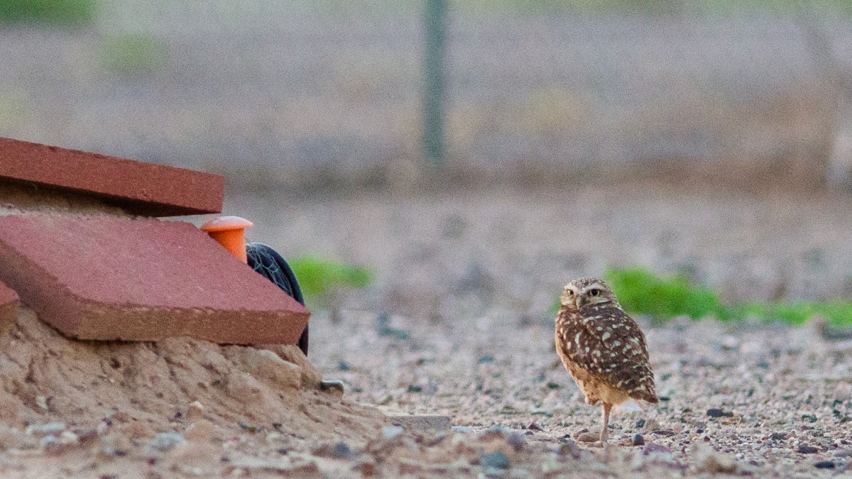 A burrowing owl stands near entrance to underground habitat entrance at ASU Polytechnic campus in August 2021 