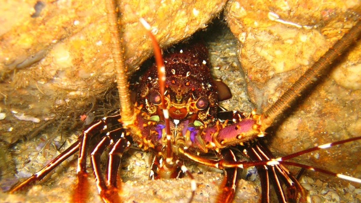 A red lobster wedged between two rocks.