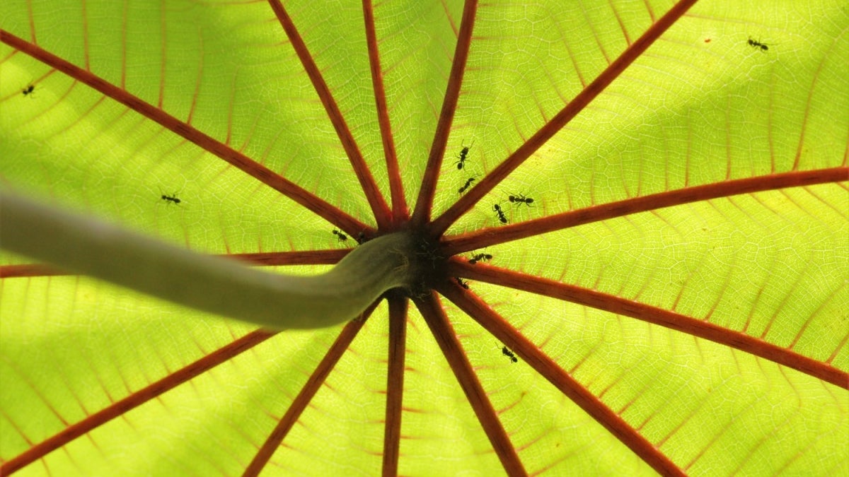 Azteca ants in Cecropia tree, Panama