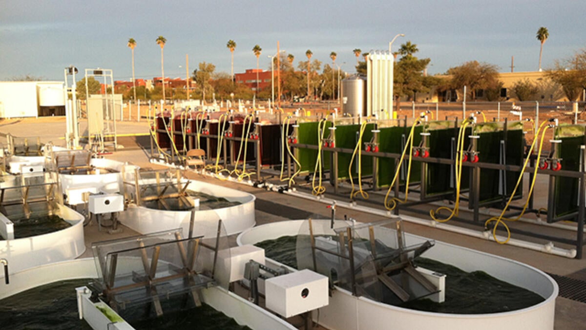 AzCATI algae ponds 