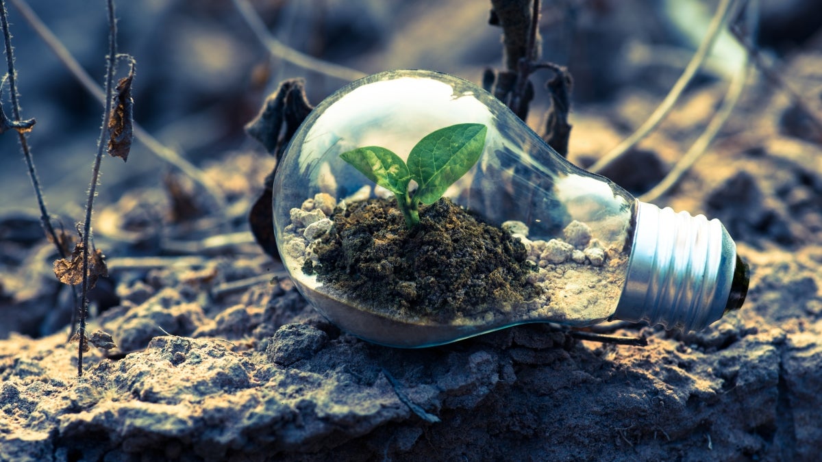 Light bulb with a plant growing inside