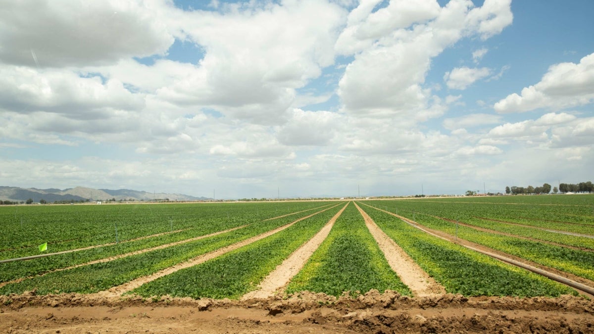 Rows of salad greens stretch to the horizon at a large farm.