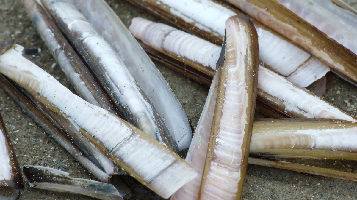 Atlantic razor clams