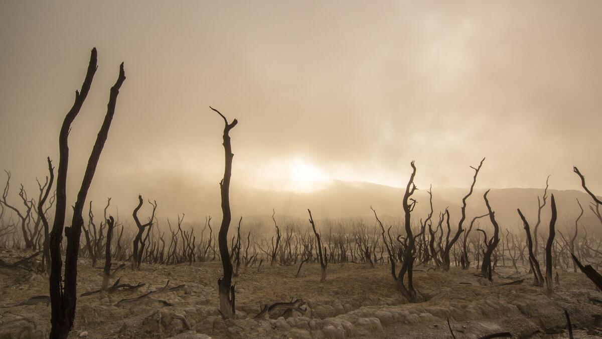 dead trees