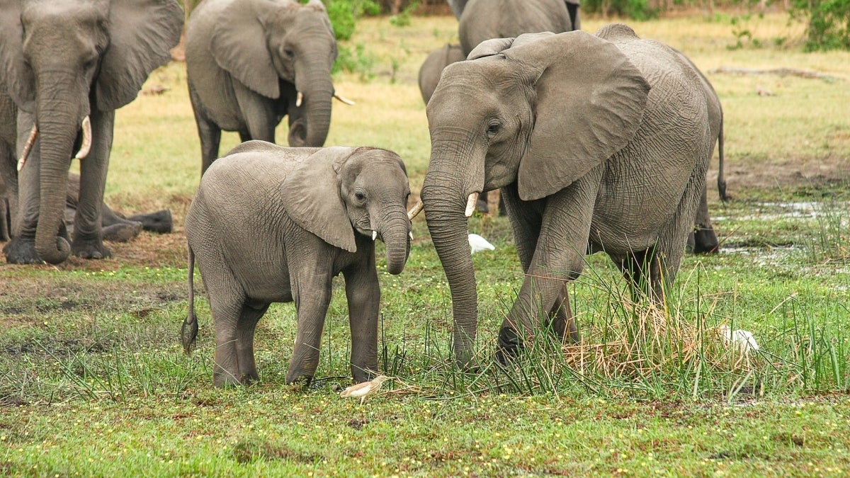 elephants