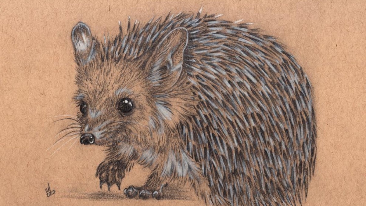 illustration of a hedgehog