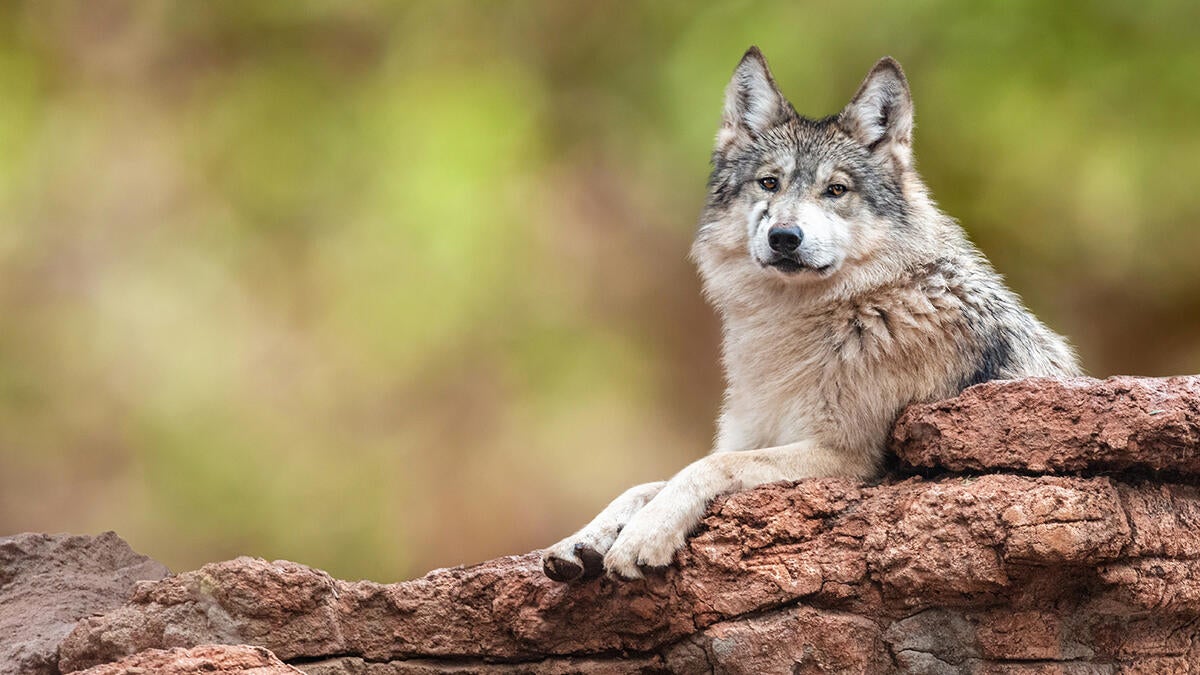 Endangered Mexican Gray Wolf