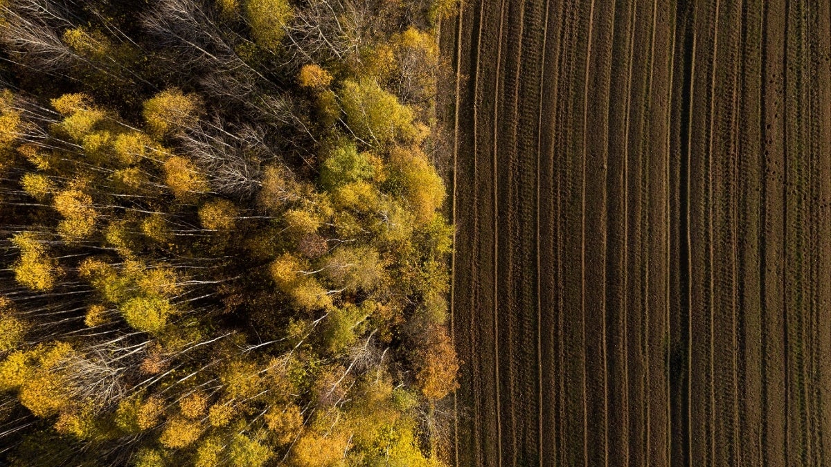 Deforestation for agriculture