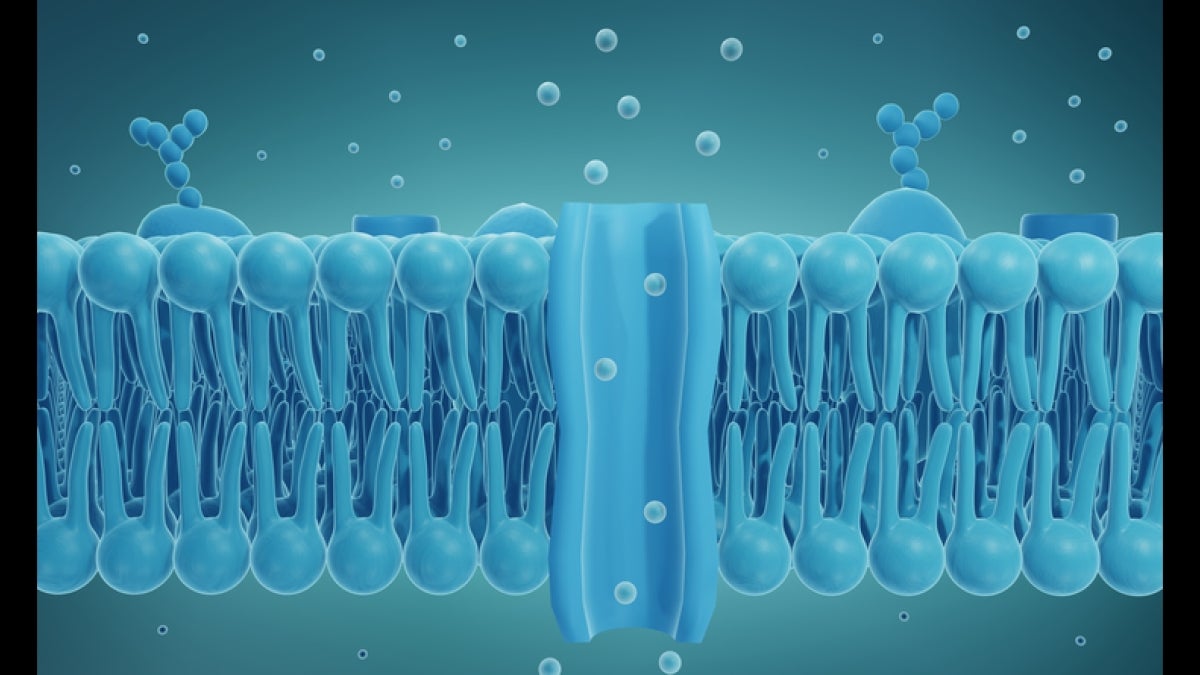 Graphic illustration of the bilayer structure of a living cell membrane, composed of phospholipid.