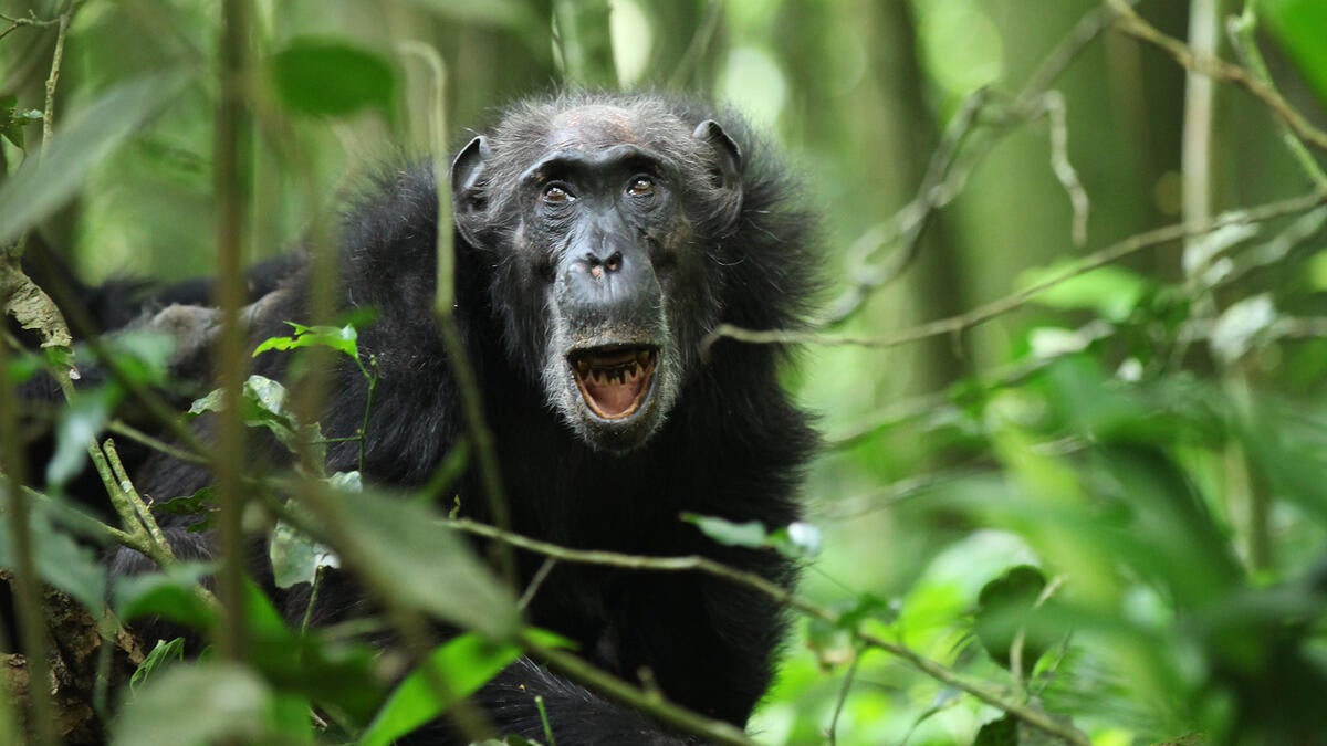 Chimp surrounded by greenery.