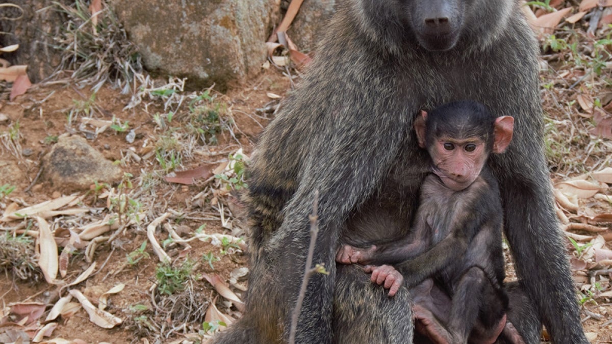 Mother and baby baboon.