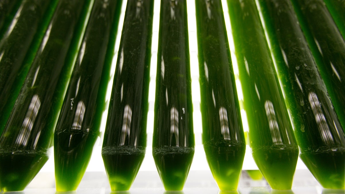 Test tubes of algae.