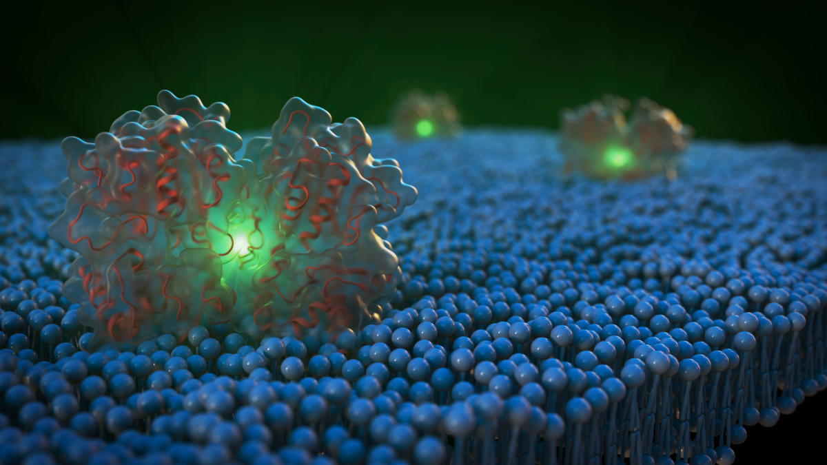 Illustration showing a portion of the receptor pGC-A known as the extracellular domain, which protrudes from cell surfaces in the cardiovascular system.