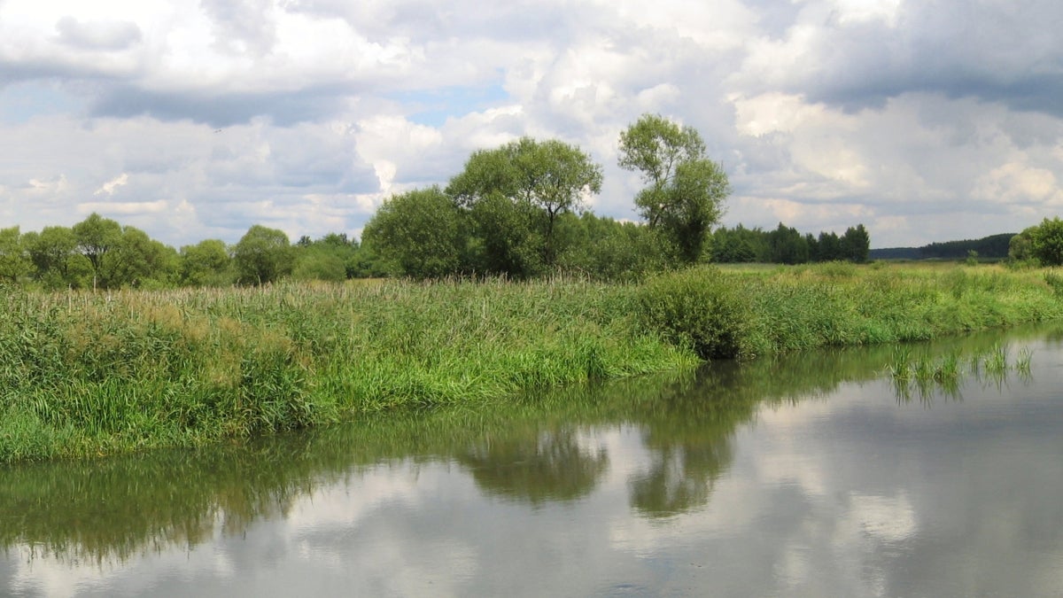 A riverbank with green grasses.