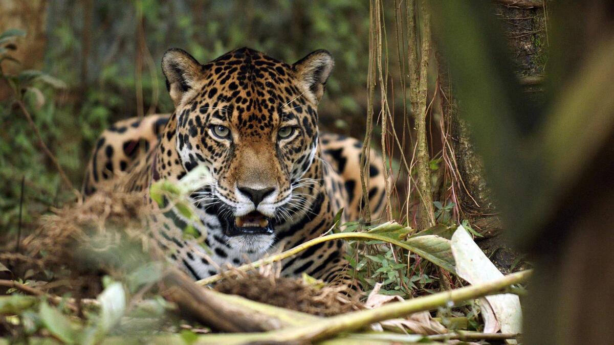 Jaguar in the forest.