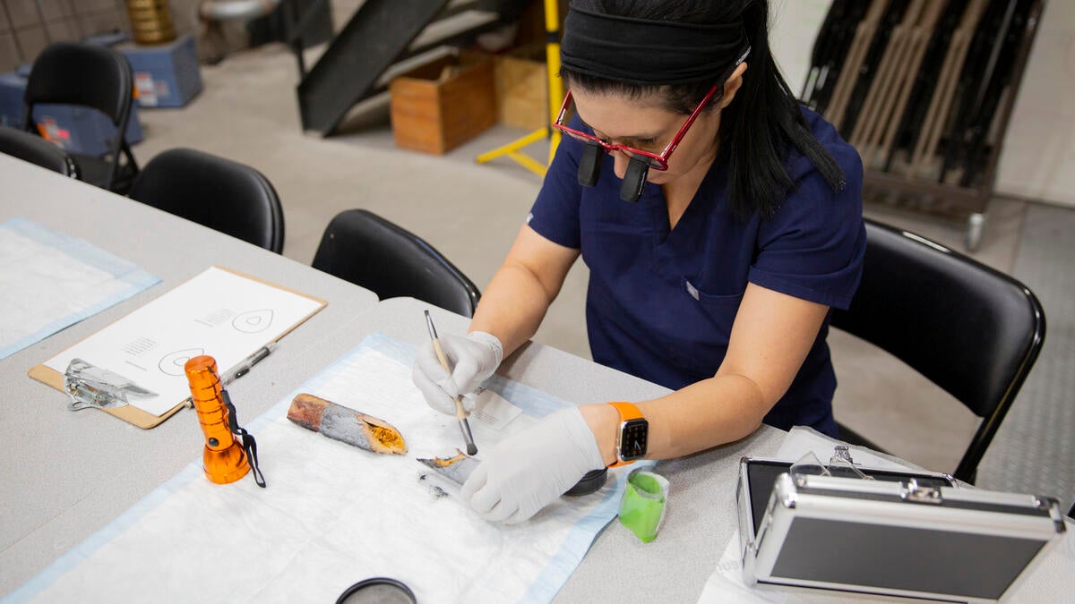 A researcher in a lab seated at table wearing glasses and white gloves applies powder with a brush to a fractured femur bone.