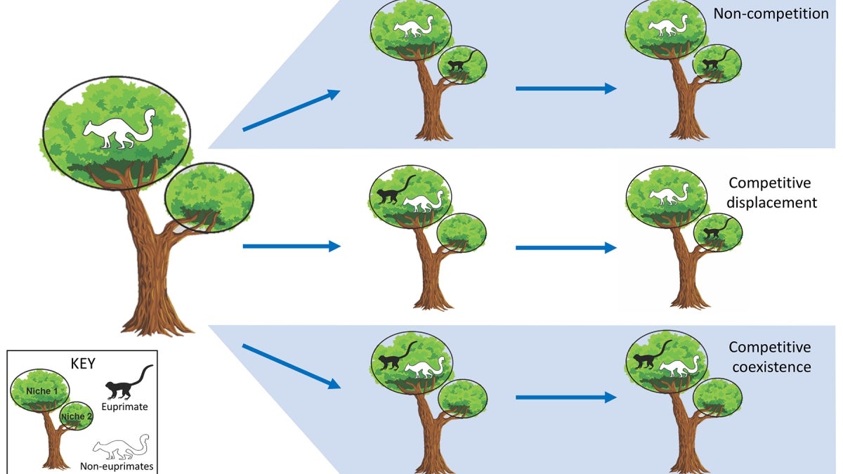 Diagram competition vs noncompetition 2