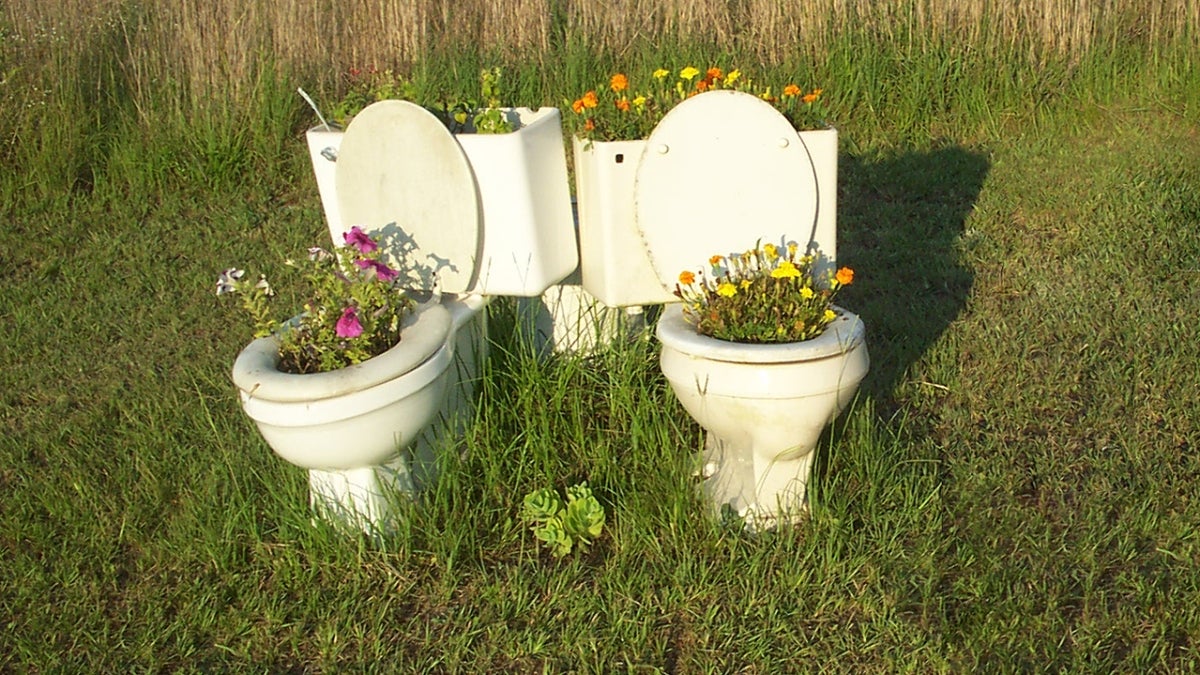 Flowers in the toilet.