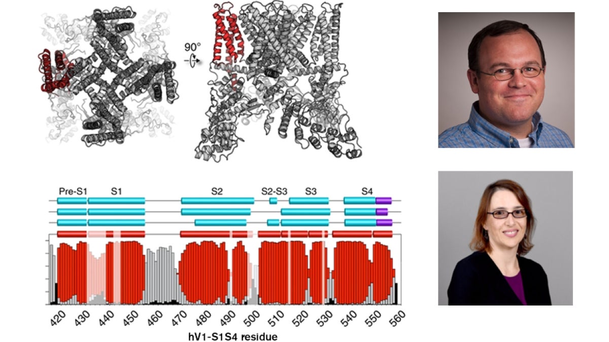 collage of photos that include two portraits of ASU professors, Wade Van Horn and Marcia Levitus, and an illustration of cellular biology